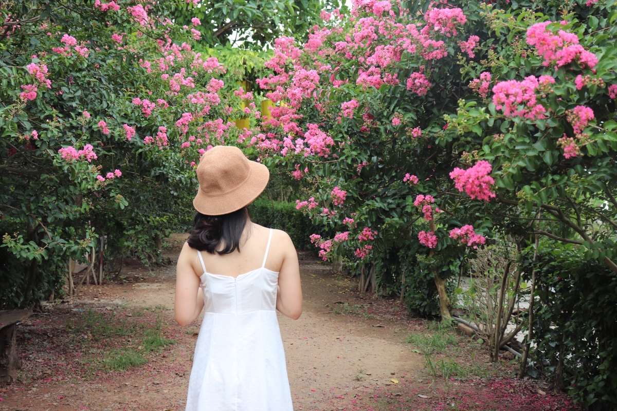 Lạc vào “khu vườn cổ tích” rực rỡ sắc hồng tường vi ở Hà Nội