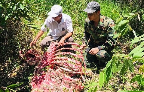 Một cá thể nghi bò tót bị săn trộm ở Vườn Quốc gia Cát Tiên
