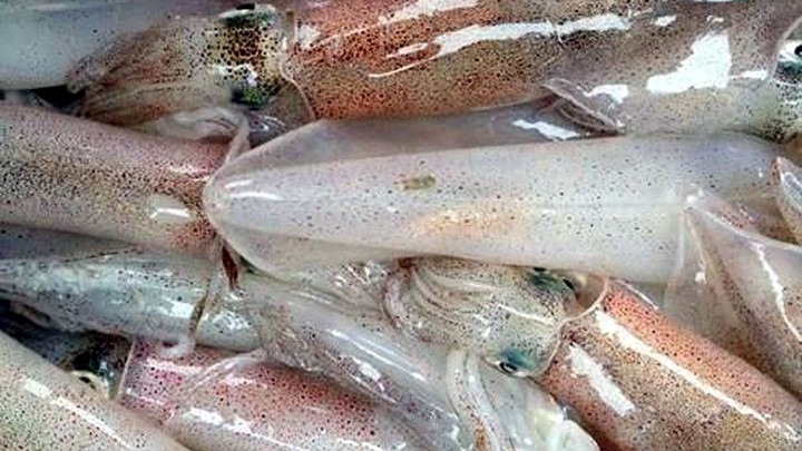 Xuất khẩu mực, bạch tuộc đạt gần 240 triệu USD