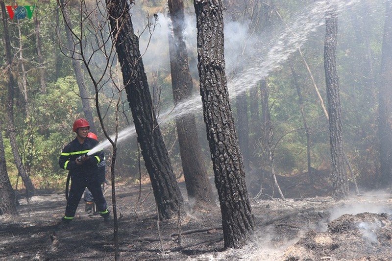 Thừa Thiên Huế kịp thời dập tắt vụ cháy rừng thông