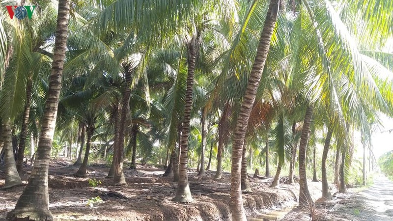 Sau hạn mặn cây dừa giảm năng suất, nhà vườn Bến Tre thất thu