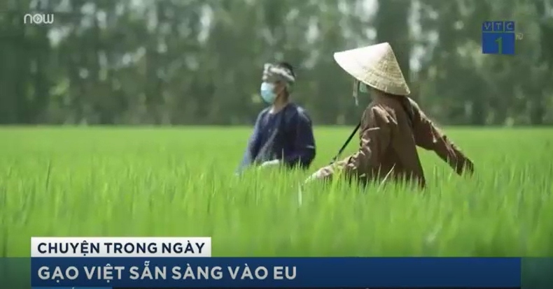 Gạo Việt sẵn sàng tiến bước vào EU