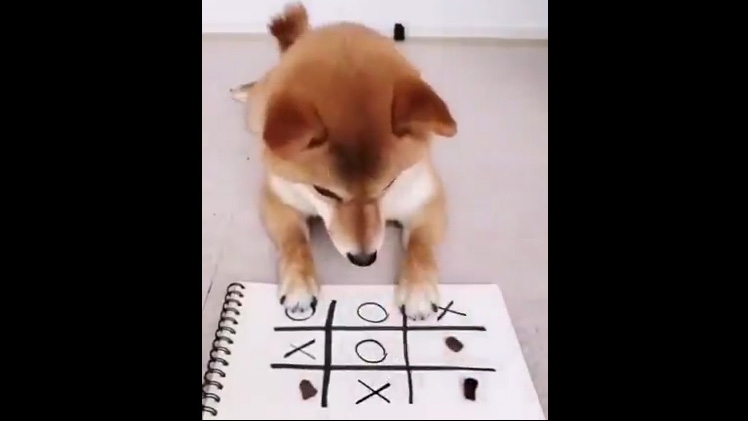 Video: Chú chó chiến thắng chủ nhân khi chơi cờ caro 9 ô
