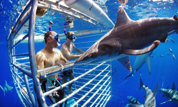 Bơi cùng cá mập, Hawaii