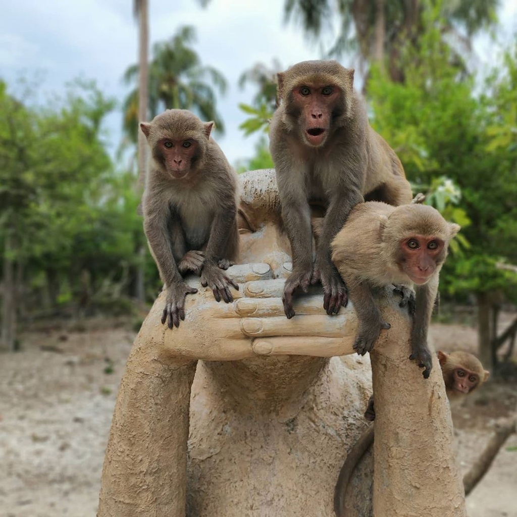 Over 1,000 monkeys live on the unique island. (Photo: niki_kris_)