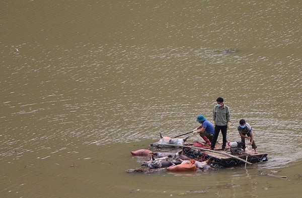 Xử lý nghiêm hành vi vứt xác lợn chết ra sông, suối ở Văn Bàn, Lào Cai