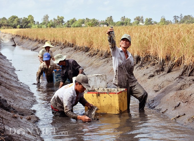 Nuôi tôm trong ruộng lúa, nông dân Kiên Giang lãi hàng trăm triệu