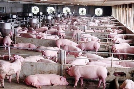 Xây dựng thành công ít nhất 500 cơ sở chăn nuôi lợn an toàn