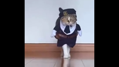 Video: Màn catwalk cực "thần thái" của mèo