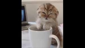 Video: Mèo con gà gật “không mở nổi mắt” bên cốc cà phê đã cạn