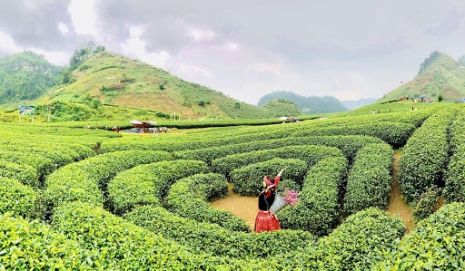 A visit to Moc Chau plateau in Son La province is not complete without a trip to the heart-shaped tea hills around the town.