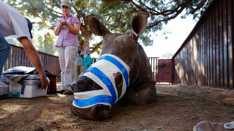 Tê giác châu Phi lâm nguy vì lời đồn vô căn cứ dùng sừng chữa Covid-19