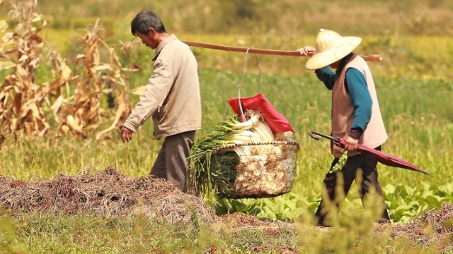 Trung Quốc có thể thiếu 130 triệu tấn lương thực vào cuối giai đoạn 2021-2025