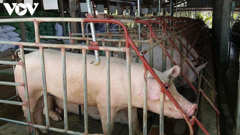 Giá lợn hơi xuống mức 80.000 đồng/kg, nhiều địa phương tái đàn 100%