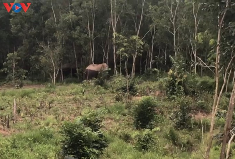 Voi rừng về phá rẫy đuổi dân ở Đắk Nông
