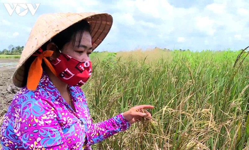 Nông dân Trà Vinh “hụt” thu vì lỡ nhận đặt cọc trước vụ lúa Hè thu