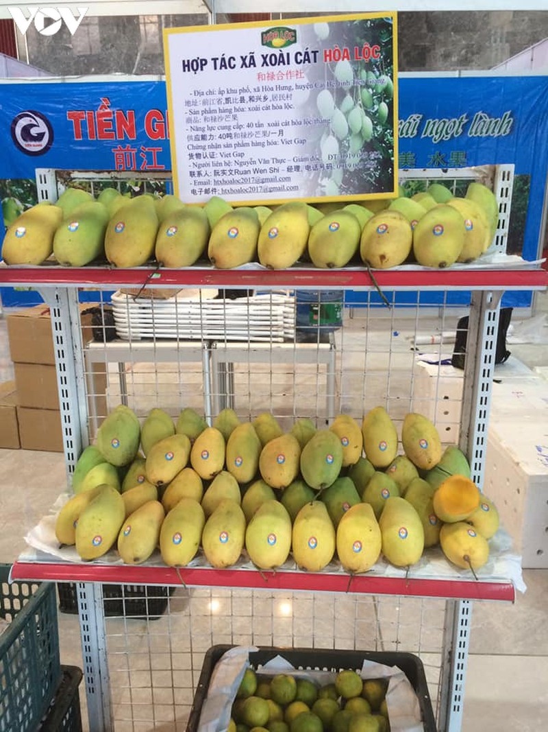 Xoài cát hòa lộc ở Tiền Giang cũng bị ăn cắp mã số vùng trồng.