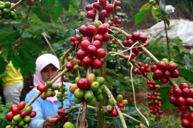 Nông dân trồng cà phê tại Indonesia. (Ảnh: Solopos)