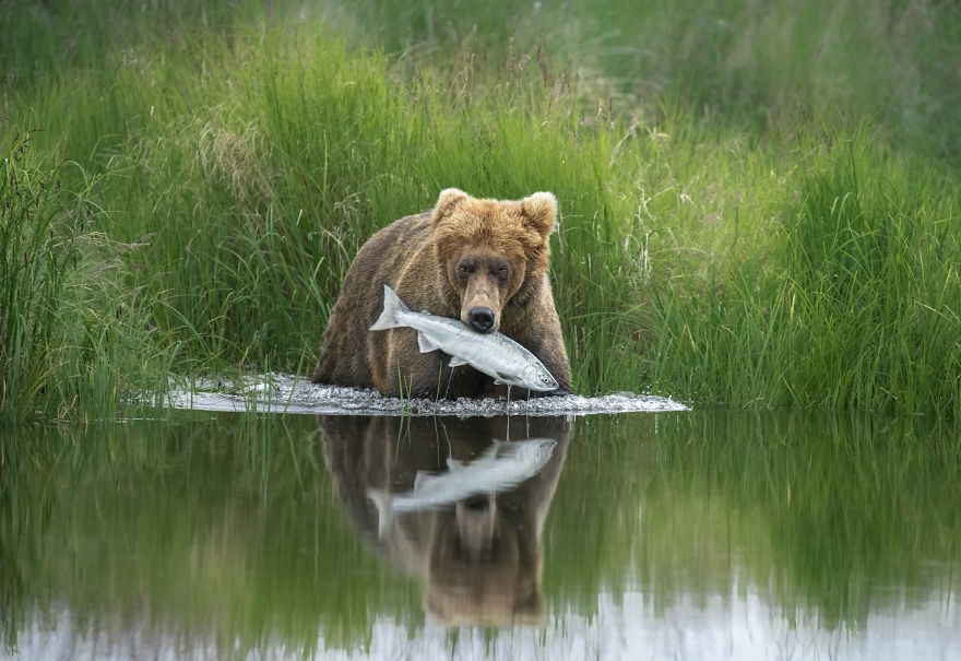 Một chú gấu nâu bắt được một con cá hồi được nhiếp ảnh gia ghi lại ở Công viên quốc gia Alaska's Katmai.