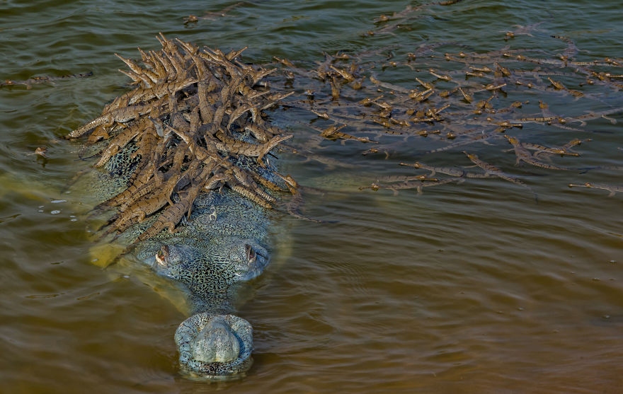 Cá sấu và đàn con.