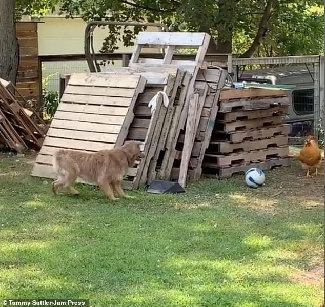 Video: Khoảnh khắc hài hước chó và gà chơi đuổi bắt trong sân vườn