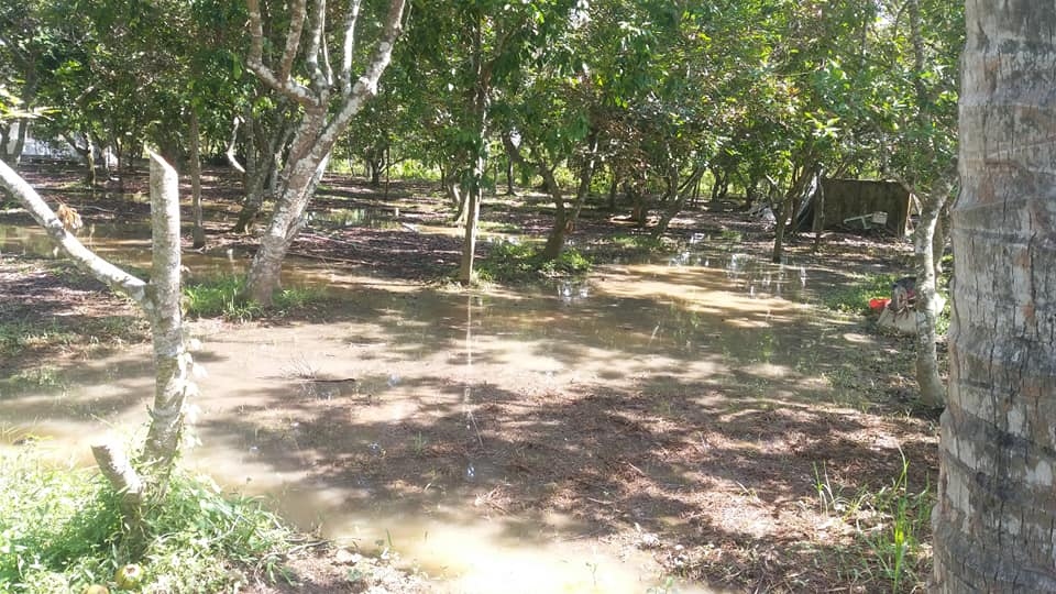 Triều cường làm ngập vườn cây tại huyện Châu Thành, tỉnh Bến Tre
