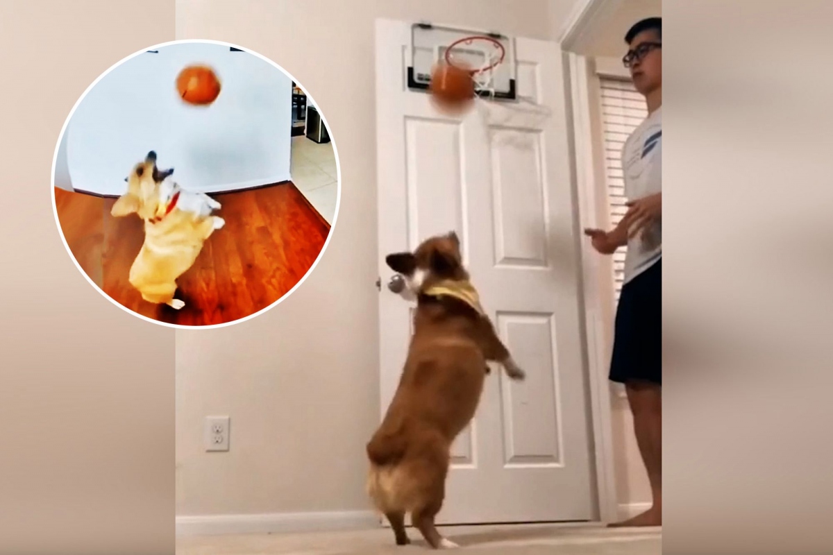 Video: Trầm trồ khả năng chơi bóng rổ cực đỉnh của chú chó Corgi