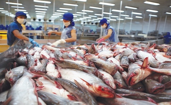 Sau dịch Covid-19, doanh nghiệp xuất khẩu cá tra kỳ vọng nhiều vào EVFTA. (Ảnh minh họa: KT)