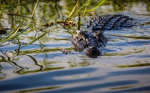 Nhận tin cá sấu xuất hiện trên sông Sài Gòn, Quận 12 phát cảnh báo đến dân