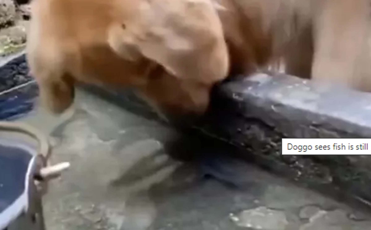 Video: Chú chó tốt bụng giải cứu cá khỏi bị chết khô