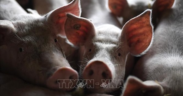 Đức kêu gọi Trung Quốc không cấm nhập khẩu thịt lợn của Đức do dịch tả lợn châu Phi