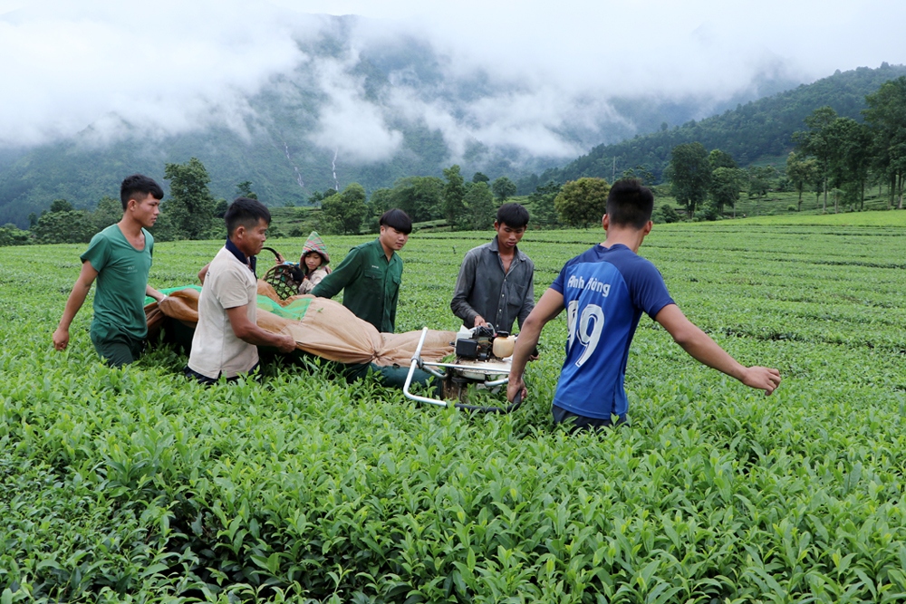 Người dân Tân Uyên "đổi đời" nhờ sản xuất chuyên canh tập trung