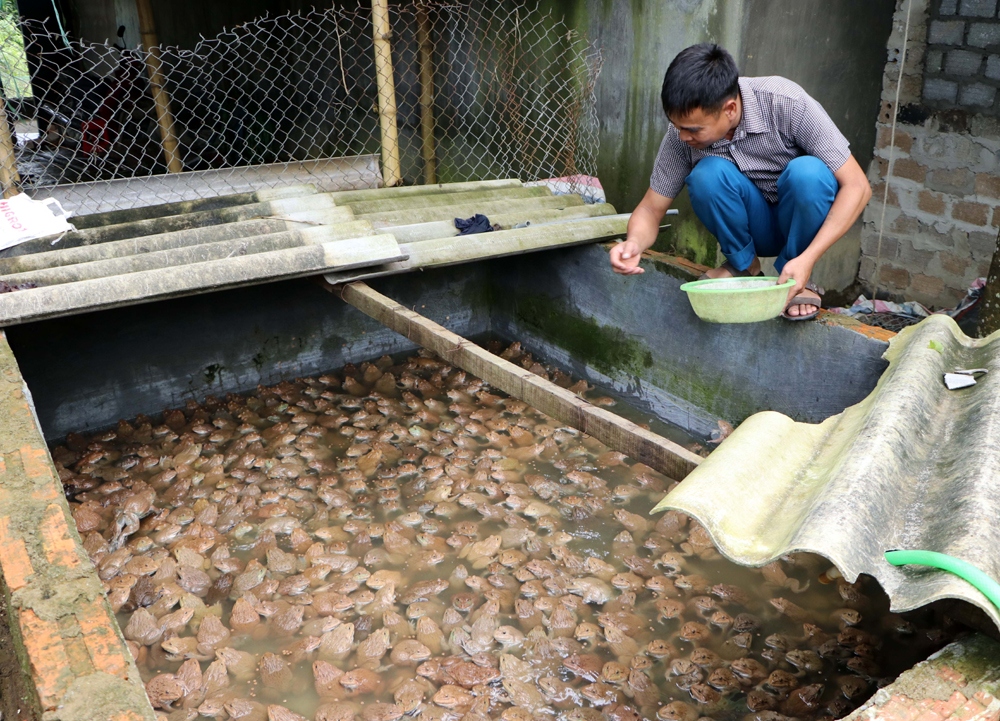 Nông dân huyện nghèo Tân Uyên đã làm chủ nhiều mô hình kinh tế có giá trị hàng tỷ đồng.