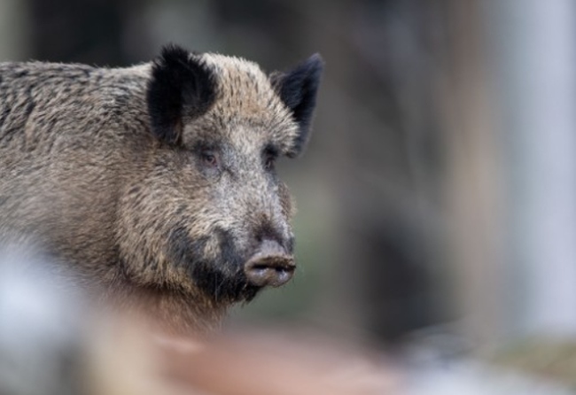 Hàn Quốc cấm nhập khẩu thịt lợn từ Đức do dịch tả lợn châu Phi