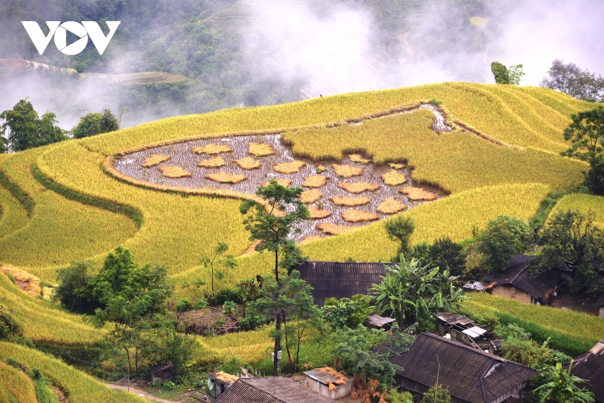 Following are some beautiful images taken of Hoang Su Phi’s terraced fields during the harvest season: