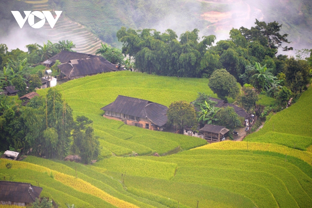 Within Hoang Su Phi district, Phung hamlet is an unmissable destination for tourists.