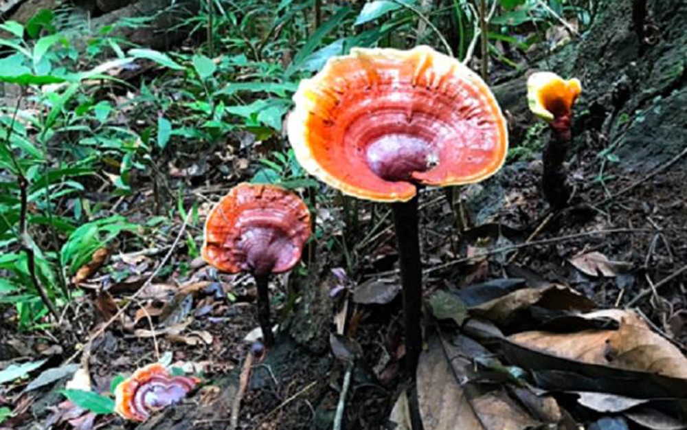 Nấm lim xanh cũng là một trong những loại nấm đắt đỏ được nhà giàu Việt săn lùng. Đây là loại nấm được tìm thấy nhiều trong những cánh rừng nguyên sinh. (Ảnh: VnExpress)