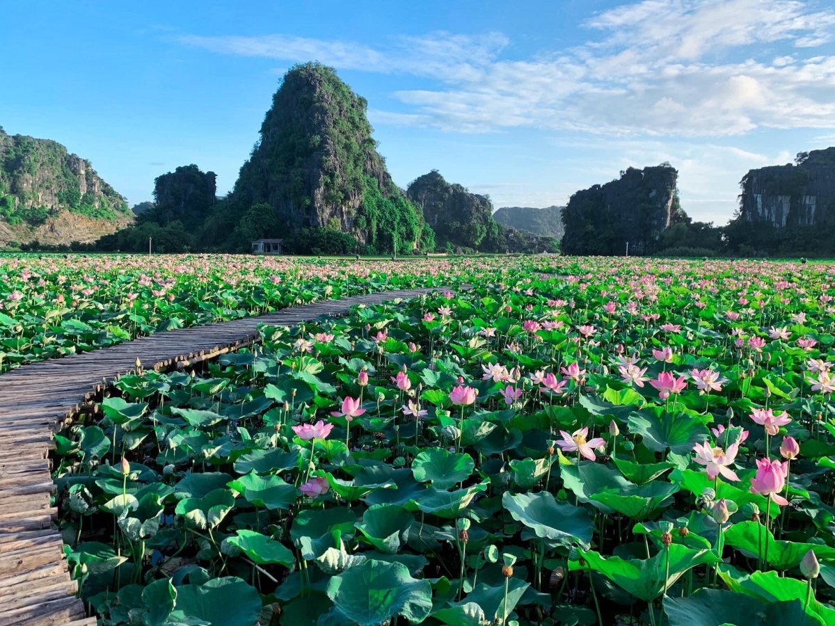 The lotus pond can be found at the foot of Ngoa Long mountain. The site is surrounded by a heart-shaped wooden path and has quickly developed into a famous place for check-ins among young travelers.
