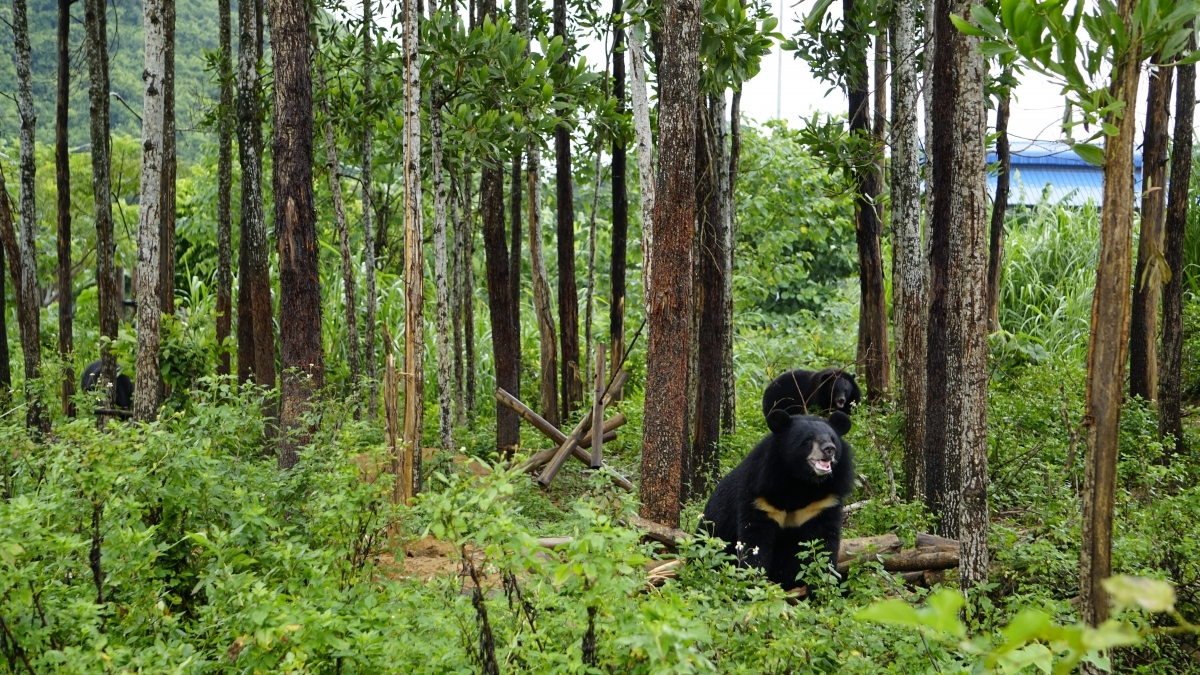 Four Paws, an international animal welfare organisation, runs a bear sanctuary located in Ky Phu commune of Nho Quan district in the northern province. The site is home to approximately 40 bears.