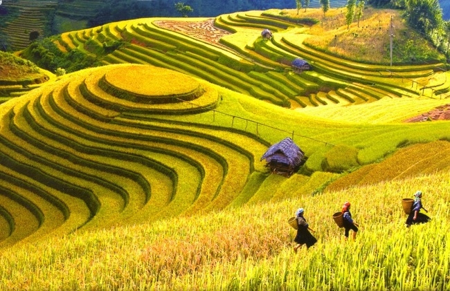 Rice terraced fields turn yellow during the ripening rice season. (Photo: dulichsapa.com)