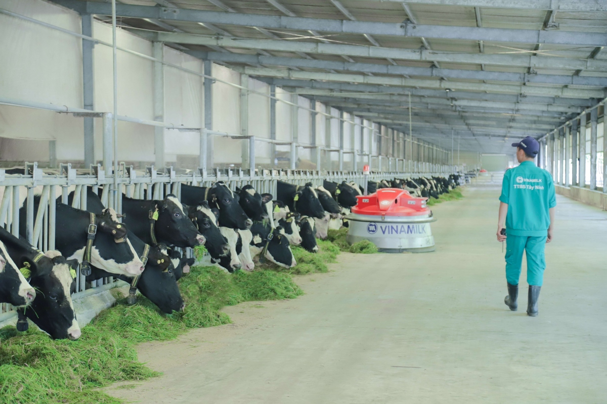 Phát triển nông nghiệp theo hướng bền vững: Nhìn từ hệ thống trang trại bò sữa Vinamilk