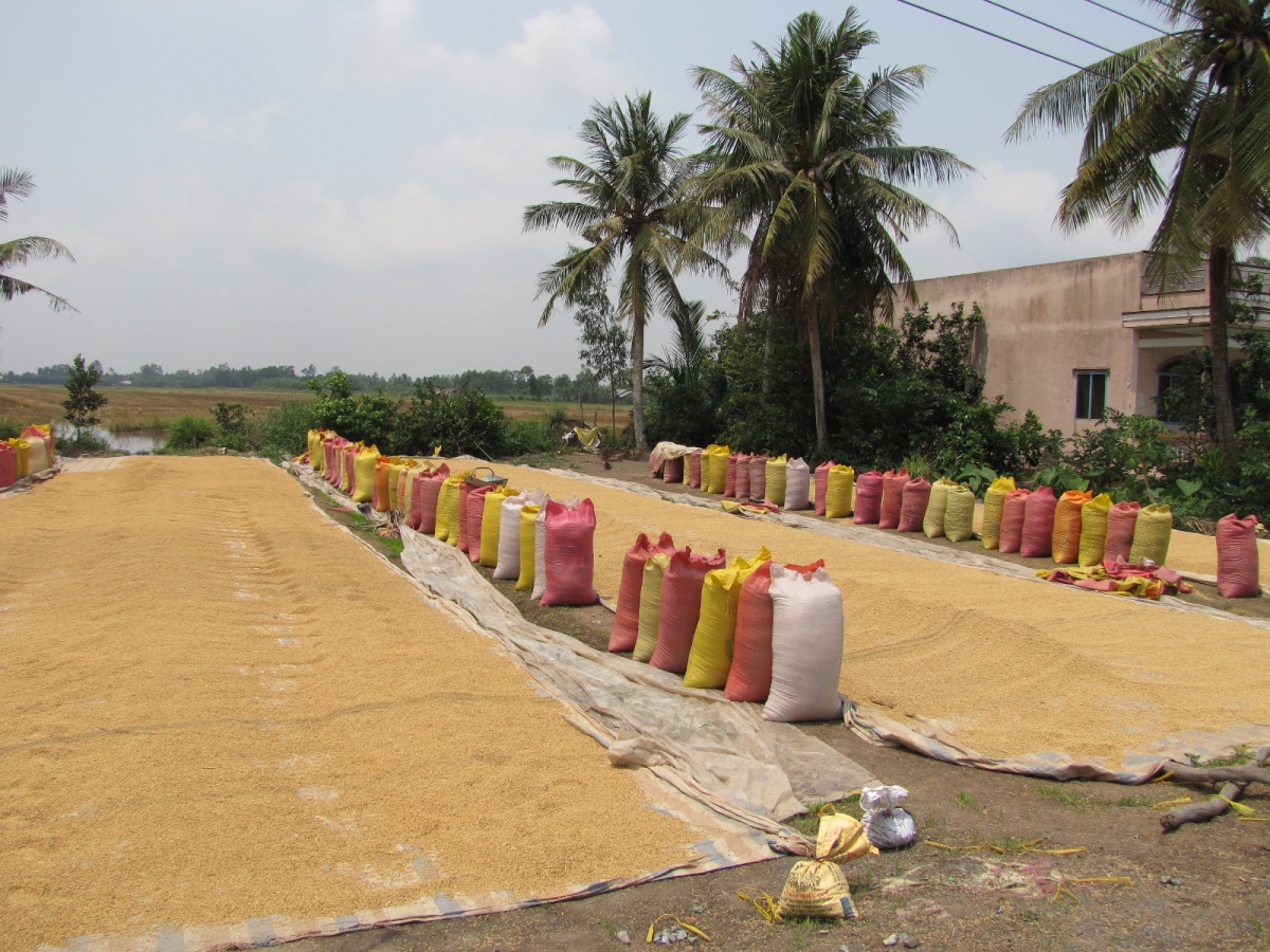 ĐBSCL ngày nay đã trở thành khu vực xuất khẩu lúa gạo hàng đầu thế giới.