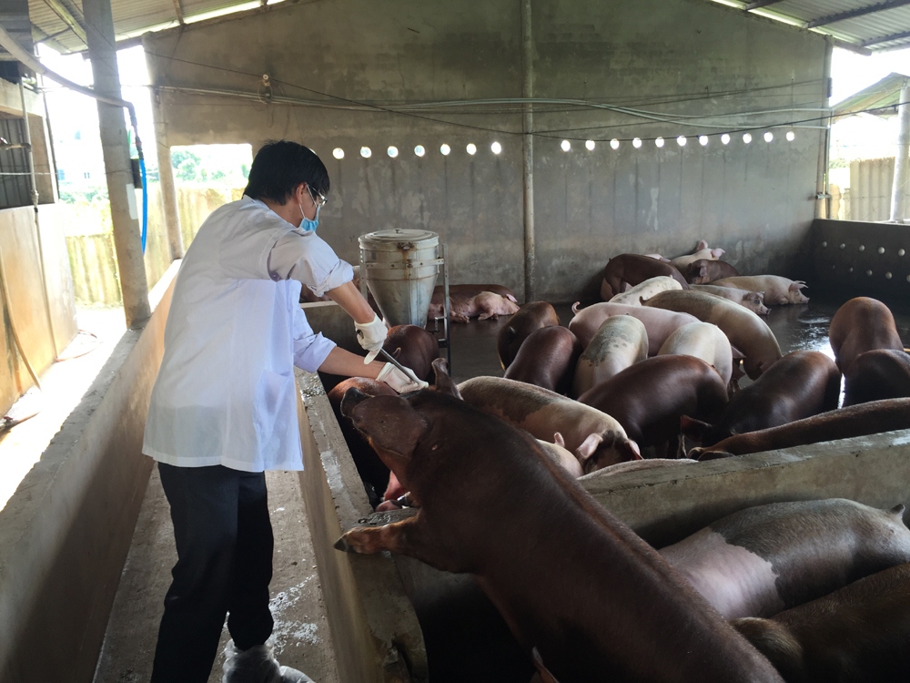 Cán bộ thú y lấy mẫu kiểm tra sức khỏe đàn lợn sau dịch tả lợn châu Phi.