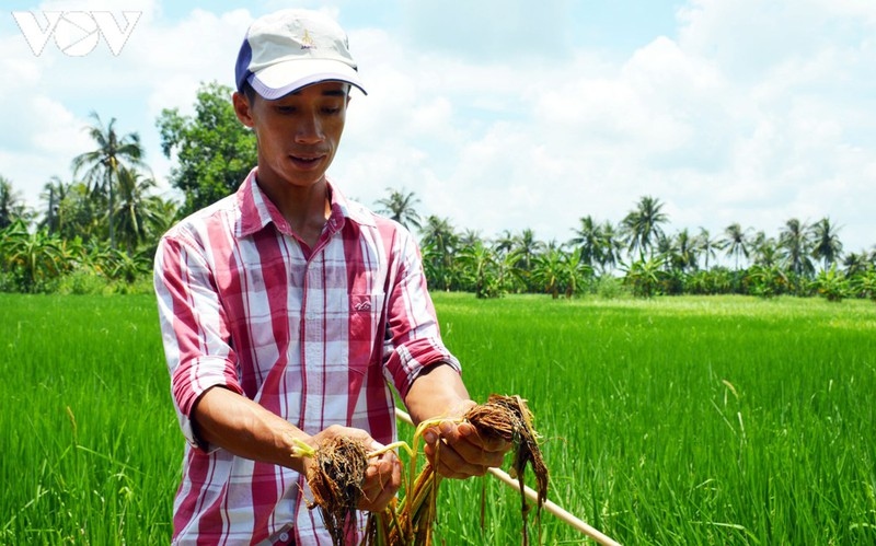 UBND tỉnh Cà Mau chỉ đạo làm rõ vụ phun thuốc diệt cỏ, chết cả lúa