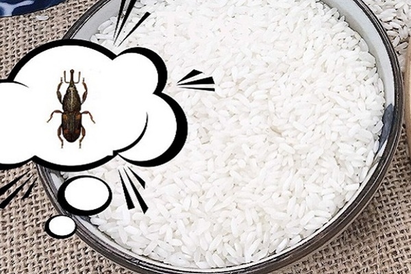 Mẹo bảo quản gạo cả năm không lo mọt mối