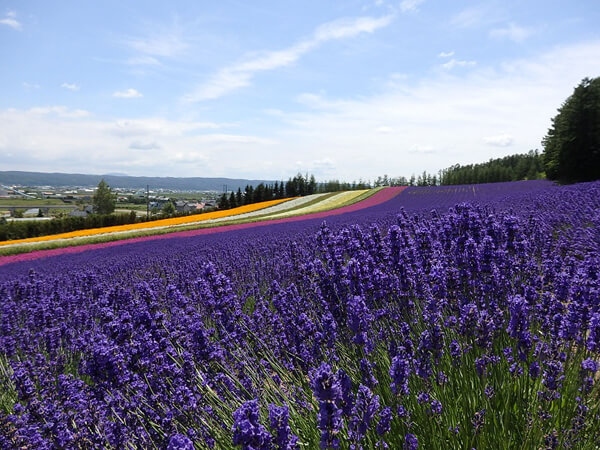 Thành phố Furano – “Thánh địa hoa oải hương” nằm ở trung tâm Hokkaido. Nơi đây đẹp nhất vào tháng 7, tháng 8 - thời điểm cánh đồng hoa oải hương tím ngắt và các loài hoa khác đua nở.