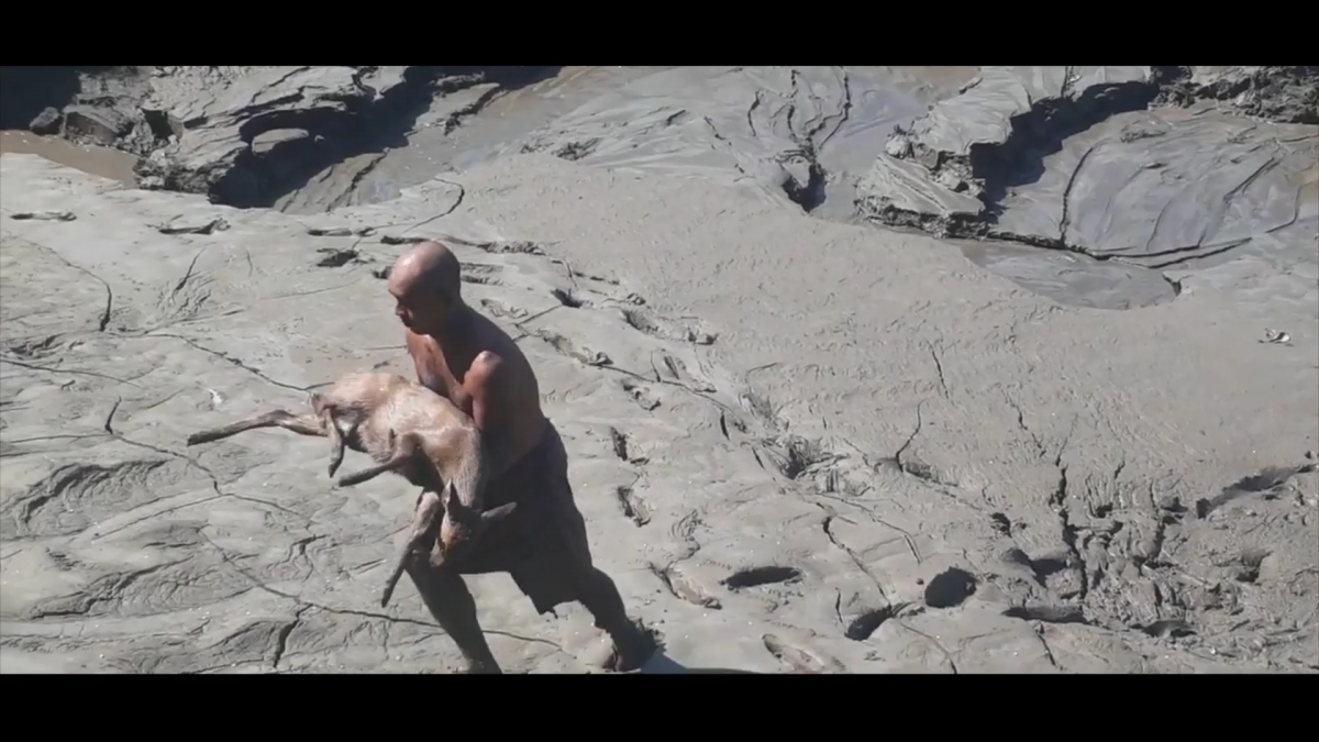 Khoảnh khắc người đàn ông liều mạng cứu chú hươu mắc kẹt trong đầm lầy tại Ấn Độ