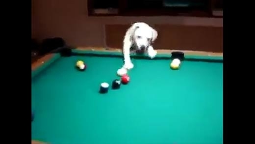 Video: Tròn mắt xem cún cưng trổ tài chơi bi-a "bách phát bách trúng"