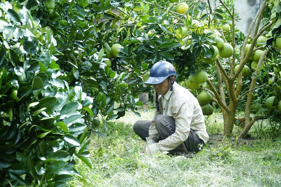 Xây dựng Mường Ảng thành vùng chuyên canh cây ăn quả ở Điện Biên