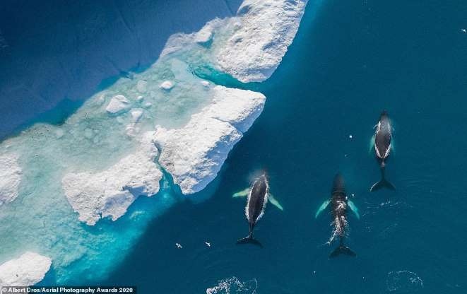 Khung cảnh từ trên cao đầy ngoạn mục ghi lại hình ảnh 3 chú cá voi lưng gù trên Vịnh Disko, Greenland của nhiếp ảnh gia Hà Lan Albert Dros.